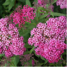 Спирея японская Криспа