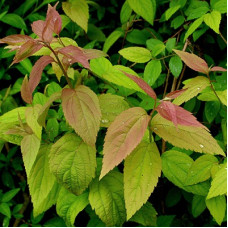 Спирея японская Макрофилла