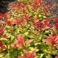 Спирея японская Меджик Карпет