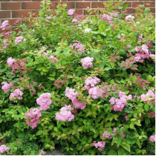 Спирея японская Оденсала