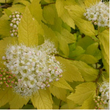 Спирея японская Вайт голд