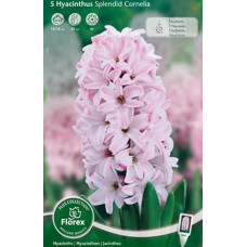 Гиацинт Сплендид Корнелия