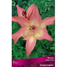 Лилия Хэппи Спринг