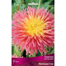 Георгина Фринджд Стар (кактусовая)
