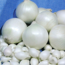 Лук-севок Стардаст белый (0.5 кг)