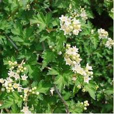 Стефанандра надрезанолистная Криспа