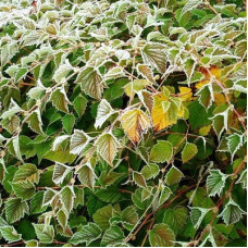 Стефанандра Танаки