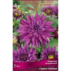 Георгина Страйпт Амбишн (бахромчатая)