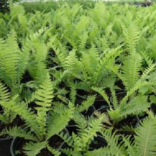 Страусник обыкновенный