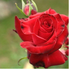 Роза флорибунда Стромболи