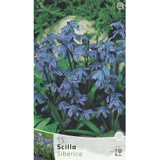 Сцилла Сиберика