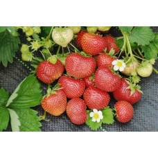 Клубника Сударушка