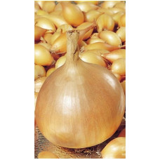 Лук-севок Золотистый Семко (0.5 кг)