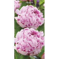 Пион травянистый Сюзетт