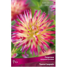 Георгина Таити Санрайз (полукактусовая)