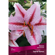 Лилия Тайгер Эдишн (восточная)