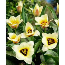 Тюльпан Тарафа