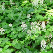 Тиарелла сердцелистная