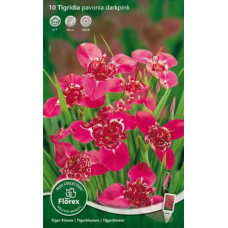 Тигридия павлинья Дарк-Пинк 