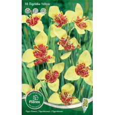 Тигридия павлинья Йеллоу 