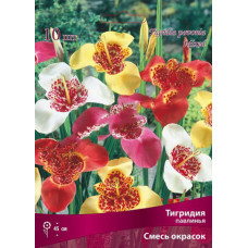 Тигридия павлинья Смесь окрасок 