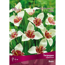 Тигридия Вайт (павлинья)