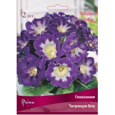 Глоксиния Тигринум Блу