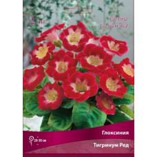 Глоксиния Тигринум Ред