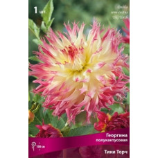 Георгина Тики Торч (полукактусовая)
