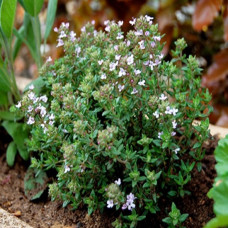 Тимьян обыкновенный Фастини  