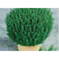 Тимьян обыкновенный Фредо   