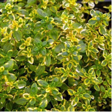 Тимьян лимоннопахнущий Ауреус