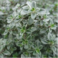 Тимьян лимоннопахнущий Банблаттриг