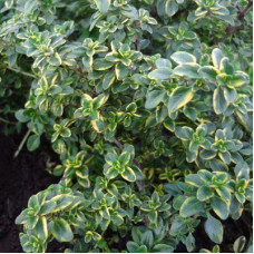 Тимьян лимоннопахнущий Донне Валей