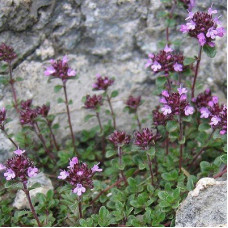 Тимьян ранний Халлс Вар. Роза