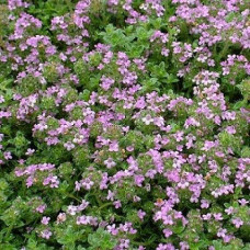 Тимьян ранний Минор