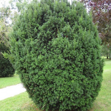 Тисс средний Хикси