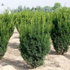 Тисс средний Хилли