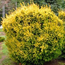 Тисс ягодный Элегантиссима