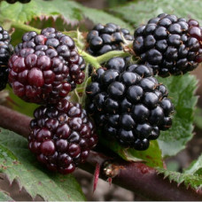 Ежевика Тонфри