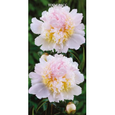 Пион травянистый Топ Брасс