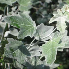 Тополь белый Нивея