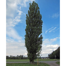 Тополь черный Италика