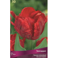 Тюльпан Топпэррот