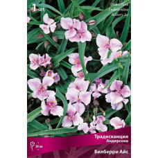 Традесканция Андерсона Билберри Айс 