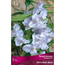 Традесканция Андерсона Литтл Вайт Долл