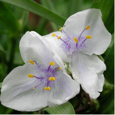 Традесканция Андерсона Оспрэй