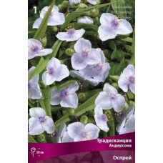 Традесканция Андерсона Оспрей
