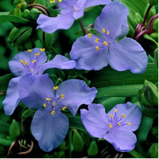 Традесканция Андерсона Пьюэвел Жиант