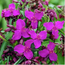 Традесканция Андерсона Ред Грейп